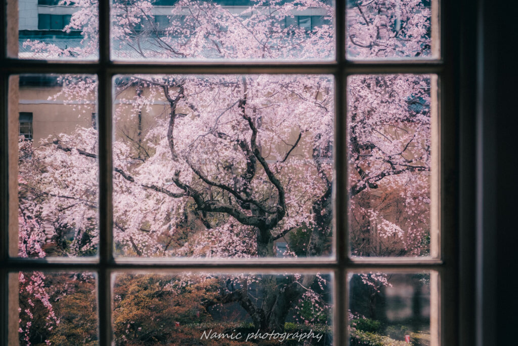 Kyoto
Cherry blossoms