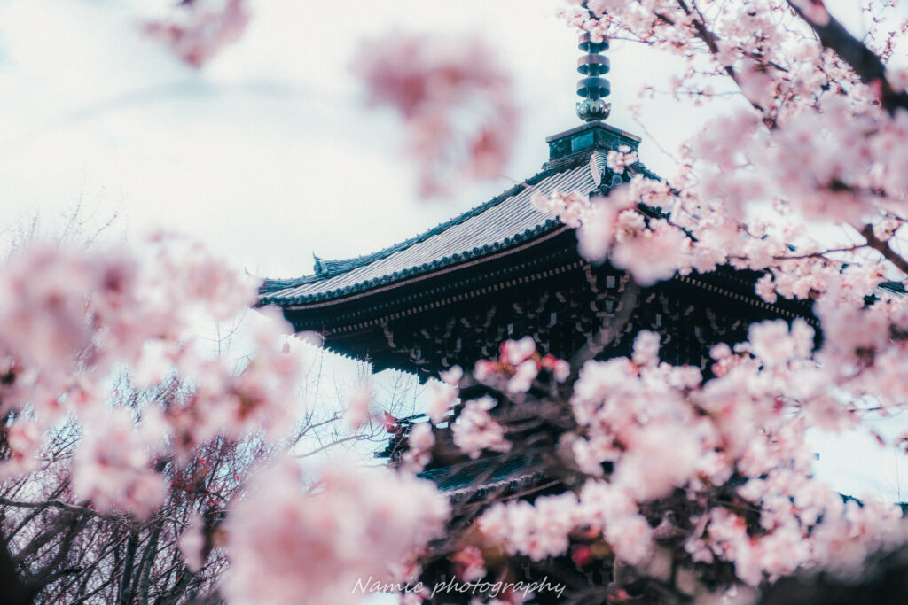 Kyoto
Cherry blossoms