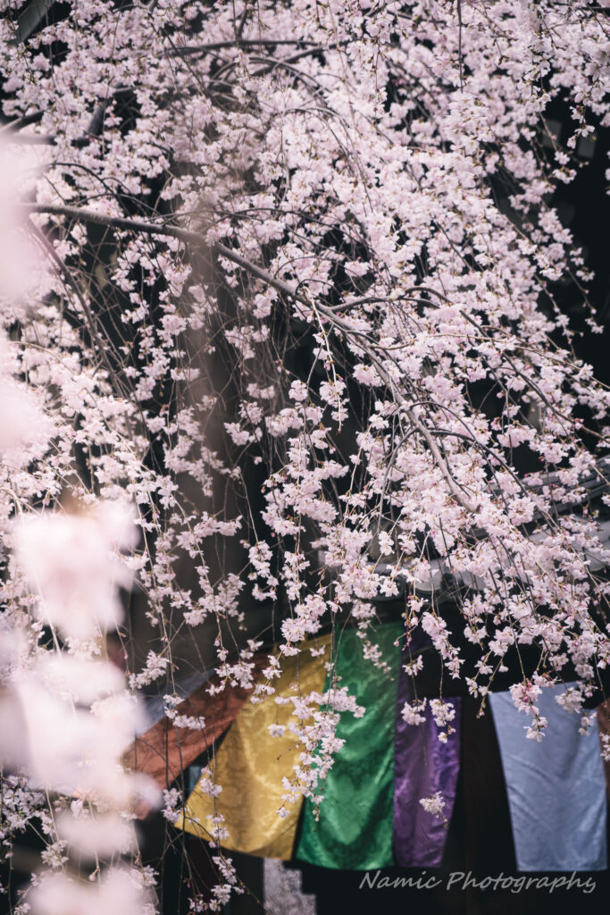 Kyoto
Cherry Blossoms
Rokkakudo