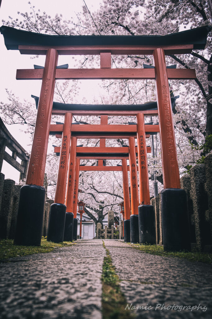 Kyoto
Cherry Blossoms
hidden gem
