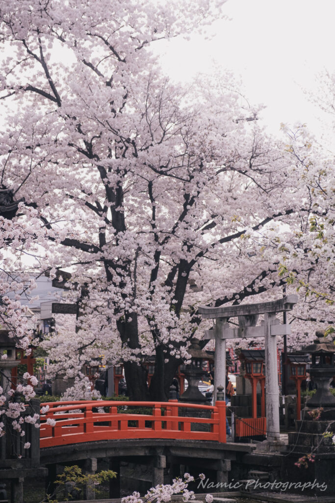 Kyoto
Cherry Blossoms
hidden gem