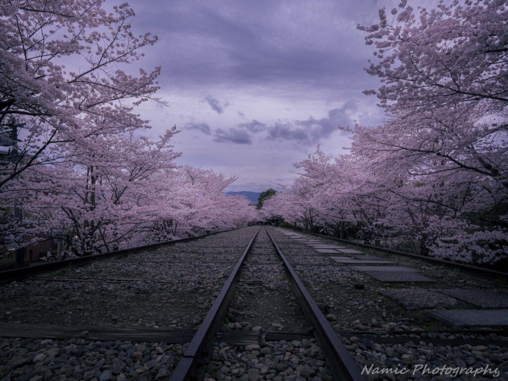 Kyoto
Cherry Blossoms
Keage incline