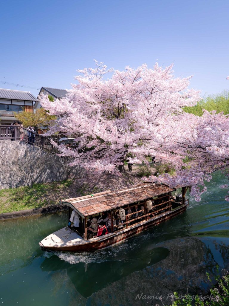 Kyoto
Cherry Blossoms
Fushimi